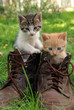 pair of kittens in high shoes outdoor pair of kittens in high shoes outdoor