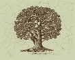 Oak