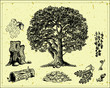 Oak
