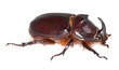 Rhinoceros Beetle isolated on white background.