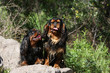 chiens épagneul king charles perché en hauteur sur un rocher