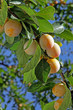mirabelle de Lorraine