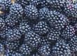 Fresh blackberries