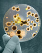 Petri dish with bacteria in a hand of scientist Petri dish with bacteria in a hand of scientist
