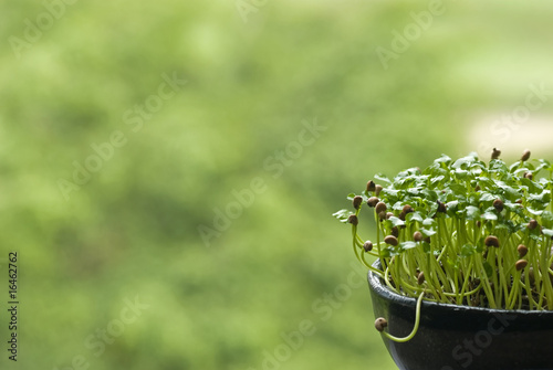 Photo: Growing Seed in Pot Growing Seed in Pot
