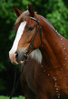 Dark chestnut horse with a light mane