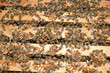 Working bees