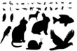 Animal Shapes