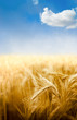 céréales - épis de blé sous le ciel bleu - image verticale
