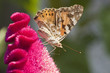 Farfalla Vanesse des chardons Farfalla Vanesse des chardons