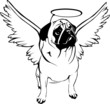 Angel-Pug Angel-Pug