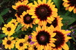 Blumen