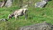 Mucca al pascolo