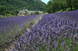 Abbaye de Sénanque