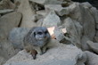 Suricate