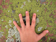 Child's hand spread out over green and grey lichen