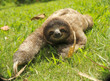 cute three toe sloth juvenile male on grass