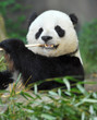 panda bear enjoying a light snack of bamboo panda bear enjoying a light snack of bamboo