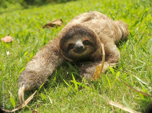Photo: cute three toe sloth juvenile male on grass cute three toe sloth juvenile male on grass
