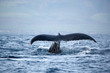 perfect whale tail