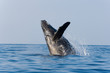 whale breaching