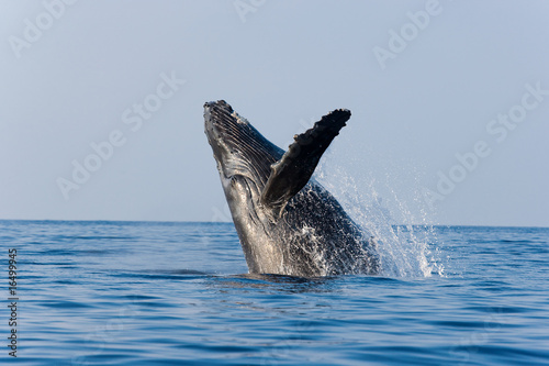Photo: whale breaching whale breaching