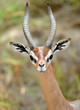 male adult gerenuk antelope looking at camera male adult gerenuk antelope looking at camera