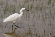 Aigrette garzette (Egretta garzetta - Little Egret) Aigrette garzette (Egretta garzetta - Little Egret)