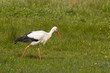 Cigogne blanche (Ciconia ciconia - White Stork) Cigogne blanche (Ciconia ciconia - White Stork)