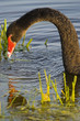 Cygne noir (Cygnus atratus - Black Swan) Cygne noir (Cygnus atratus - Black Swan)