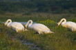 Cygne tuberculé ( Cygnus olor - Mute Swan) Cygne tuberculé ( Cygnus olor - Mute Swan)
