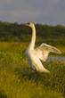 Cygne tuberculé ( Cygnus olor - Mute Swan) Cygne tuberculé ( Cygnus olor - Mute Swan)
