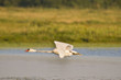 Cygne tuberculé ( Cygnus olor - Mute Swan) Cygne tuberculé ( Cygnus olor - Mute Swan)