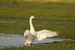 Cygne tuberculé ( Cygnus olor - Mute Swan) Cygne tuberculé ( Cygnus olor - Mute Swan)