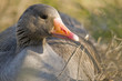 Oie cendrée (Anser anser - Greylag Goose) Oie cendrée (Anser anser - Greylag Goose)