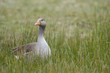 Oie cendrée (Anser anser - Greylag Goose) Oie cendrée (Anser anser - Greylag Goose)