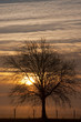 Lever de soleil sur un arbre, le long du port de Saint-Valery (B Lever de soleil sur un arbre, le long du port de Saint-Valery (B