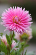 dahlia dahlia