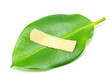 leaf