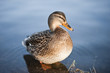 Stockente
