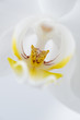 Phalaenopsis Orchidee Weiß