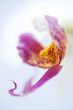 Phalaenopsis Orchidee Rosa