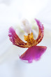 Phalaenopsis Orchidee Rosa