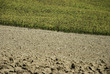 Campo di girasoli