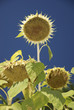 Girasole