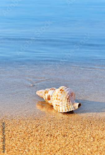 Seashell on serene beach Seashell on serene beach