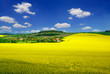 Rural landscape