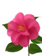 Camellia japonica 'Tennyonomai'
