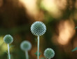 Kugel-Distel vor der Blüte