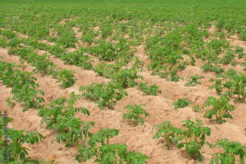 Photo: potato field potato field